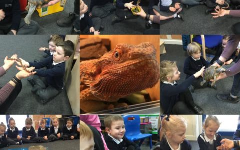 Our reptile and animal encounter!
