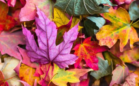 Newsletter - 26 September 2022