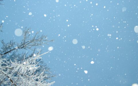 Newsletter - 12 December 2022